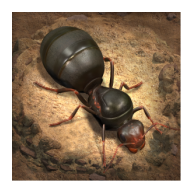 小小蚁国国际服(The Ants)